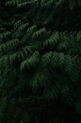 Blue Eucalyptus & Fir 9.5 oz scented candle